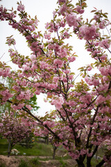 Close up of tender pink blossom on sakura tree