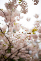 Naklejka premium Close up of tender pink blossom on sakura tree
