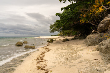 beach with trees