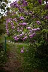 Obraz premium White and pink lilac bushes blooming in spring garden