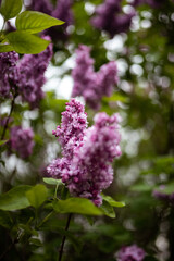 Inflorescence of pink flower lilac with green leaves on bush tree branch on sunny spring day bright blooming flowers plants vegetation natural background