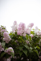 Inflorescence of pink flower lilac with green leaves on bush tree branch on sunny spring day bright blooming flowers plants vegetation natural background