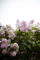 Obraz premium Inflorescence of pink flower lilac with green leaves on bush tree branch on sunny spring day bright blooming flowers plants vegetation natural background