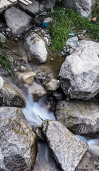 Spring of Beauty Amid the Rocks