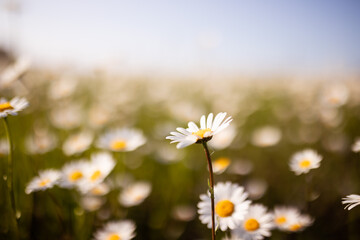 Many white daisies in lush summer meadow up close