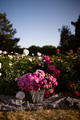 Pink peonies bouquet in basket in the field in a botanical garden