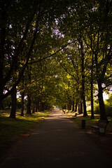 Empty road lined with towering oak trees, peaceful and isolated in the park