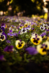 Heartsease or viola yellow and purple in garden in Kyiv, Ukraine, closeup.