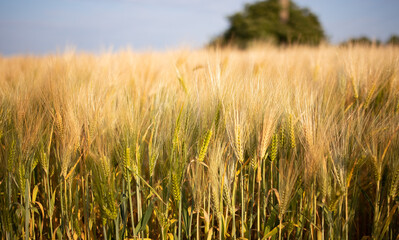 Wheat field. Ears of golden wheat close up. Beautiful Nature Sunset Landscape. Rural Scenery under Shining Sunlight. Background of ripening ears of wheat field. Rich harvest Concept.