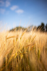 Wheat field. Ears of golden wheat close up. Beautiful Nature Sunset Landscape. Rural Scenery under Shining Sunlight. Background of ripening ears of wheat field. Rich harvest Concept.