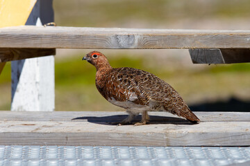 Willow ptarmigan or grouse showing the summer intricate mix of reds and browns standing on wood. Near Arviat, Nunavut, Canada