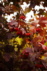 Bright red guelder rose berries and red leaves of Viburnum opulus from high angle view