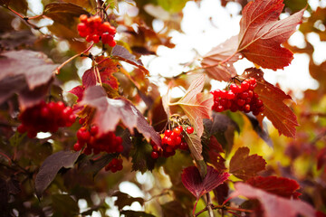 Bright red guelder rose berries and red leaves of Viburnum opulus from high angle view