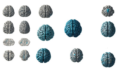 Human Brain Anatomy: 3D Models