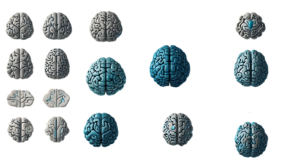 Human Brain Anatomy: 3D Models