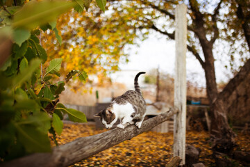 Cat sitting on a wooden beam against a yellow warm autumn landscape in the background