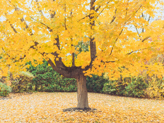 Yellow Leaves Fall Foliage Beautiful Tree Landscape