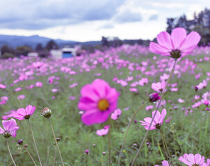 Fototapeta premium PinkFlowersinthefield