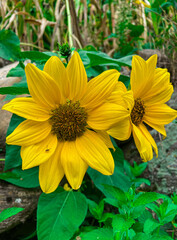 Chasing the Sun: The Elegance of a Sunflower