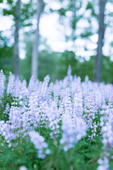 Obraz premium Purple Lupine flower nature meadow field