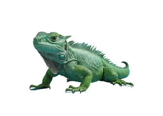 Green chameleon, background. PNG transparent.
