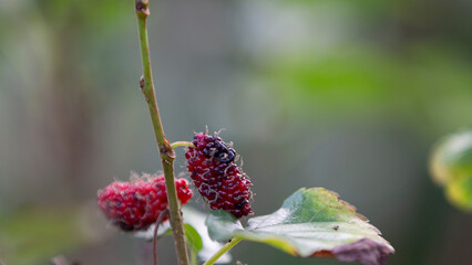 Mulberry fruit on a branch in the garden, close up