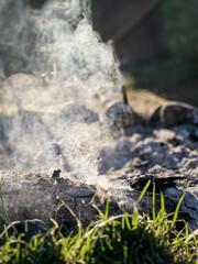 nature, grass, green, forest, water, landscape