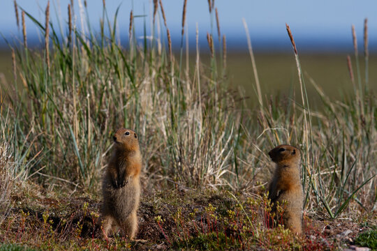 Ground squirrel, also known as Richardson ground squirrel or siksik in Inuktitut, standing among arctic grass and looking around, Arviat, Nunavut, Canada