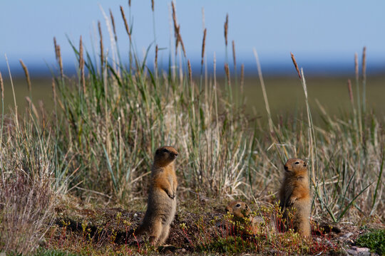 Ground squirrel, also known as Richardson ground squirrel or siksik in Inuktitut, standing among arctic grass and looking around, Arviat, Nunavut, Canada