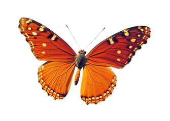 Naklejka premium Colorful butterfly in flight, background. PNG transparent.
