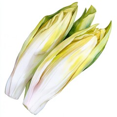 Fresh chicory leaves, vibrant watercolor illustration of endive.