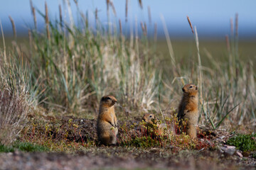 Ground squirrel, also known as Richardson ground squirrel or siksik in Inuktitut, standing among arctic grass and looking around, Arviat, Nunavut, Canada