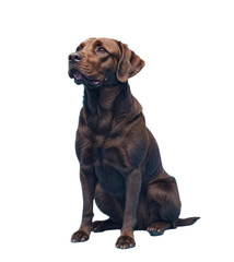 Obraz premium dog Labrador sitting, background. PNG transparent.
