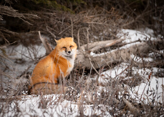 Red Fox Portrait in Snow