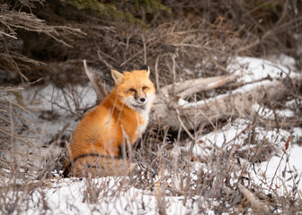 Red Fox Portrait in Snow
