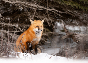 Red Fox Portrait in Snow