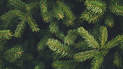 Evergreen Trees in a Close-Up View: The Essence of Christmas Forest