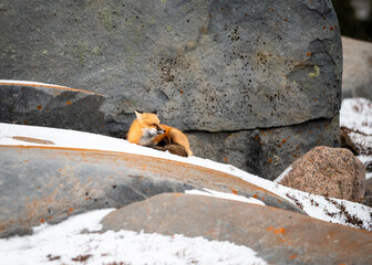 Red Fox Portrait in Snow