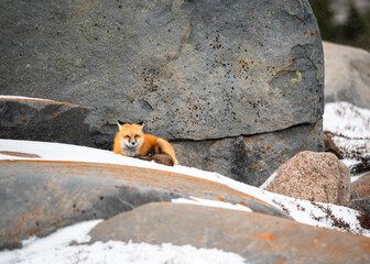 Red Fox Portrait in Snow
