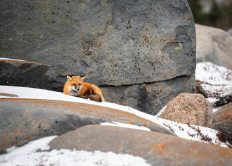 Red Fox Portrait in Snow