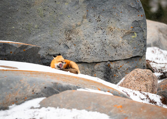 Red Fox Portrait in Snow