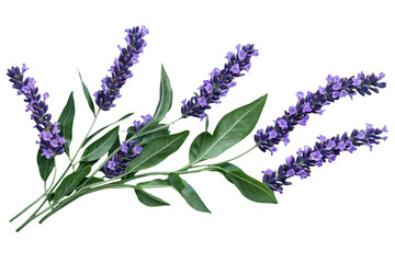 Purple lavender bouquet, background. PNG transparent.
