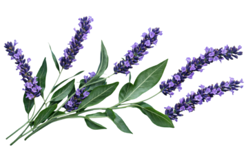 Purple lavender bouquet, background. PNG transparent.