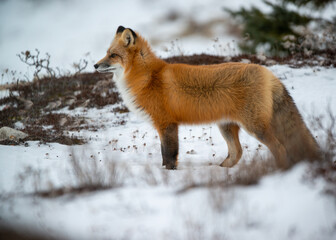 Red Fox in Snow