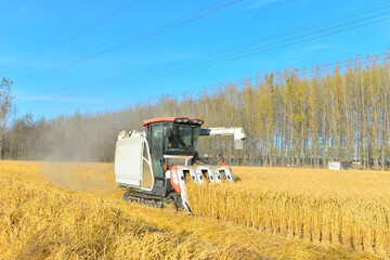 Fototapeta premium Mature rice is being harvested in the field