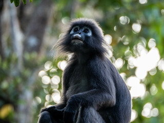 Fototapeta premium Dusky Leaf Monkey
