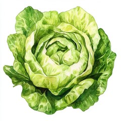 Fresh green lettuce isolated on white background, close-up shot.