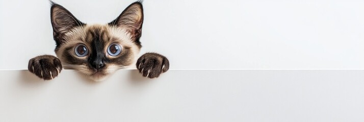 Fototapeta premium A playful cat peeks over a white surface, showcasing its curious expression.