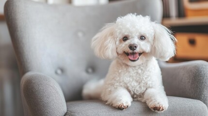 A fluffy white dog sitting happily on a gray armchair, exuding joy and playfulness.
