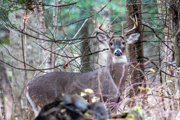 Adult white-tailed deer buck (Odocoileus virginianus) in the woods during the rut